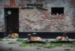 1-siesta-7538_150x0