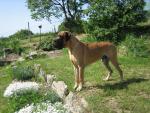 10-diesel-bisdog-bohemia-fot-jaromir-kvacalajpg-3983_150x0