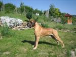 9-diesel-bisdog-bohemia-fot-jaromir-kvacalajpg-3982_150x0